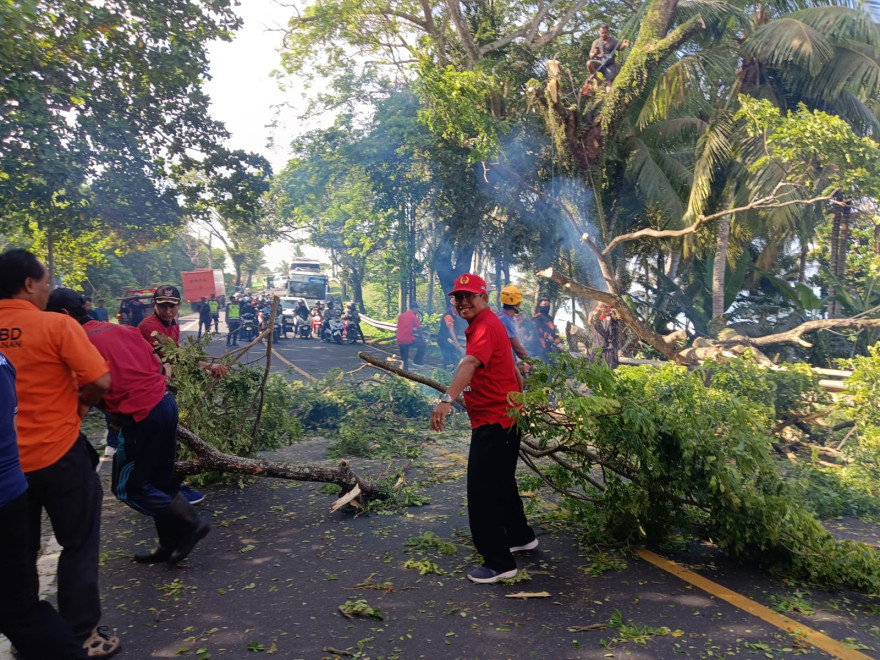 Perompasan Pohon Perindang